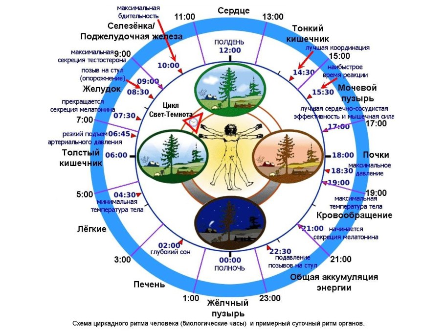 Схема циркадного ритма человека биологические часы