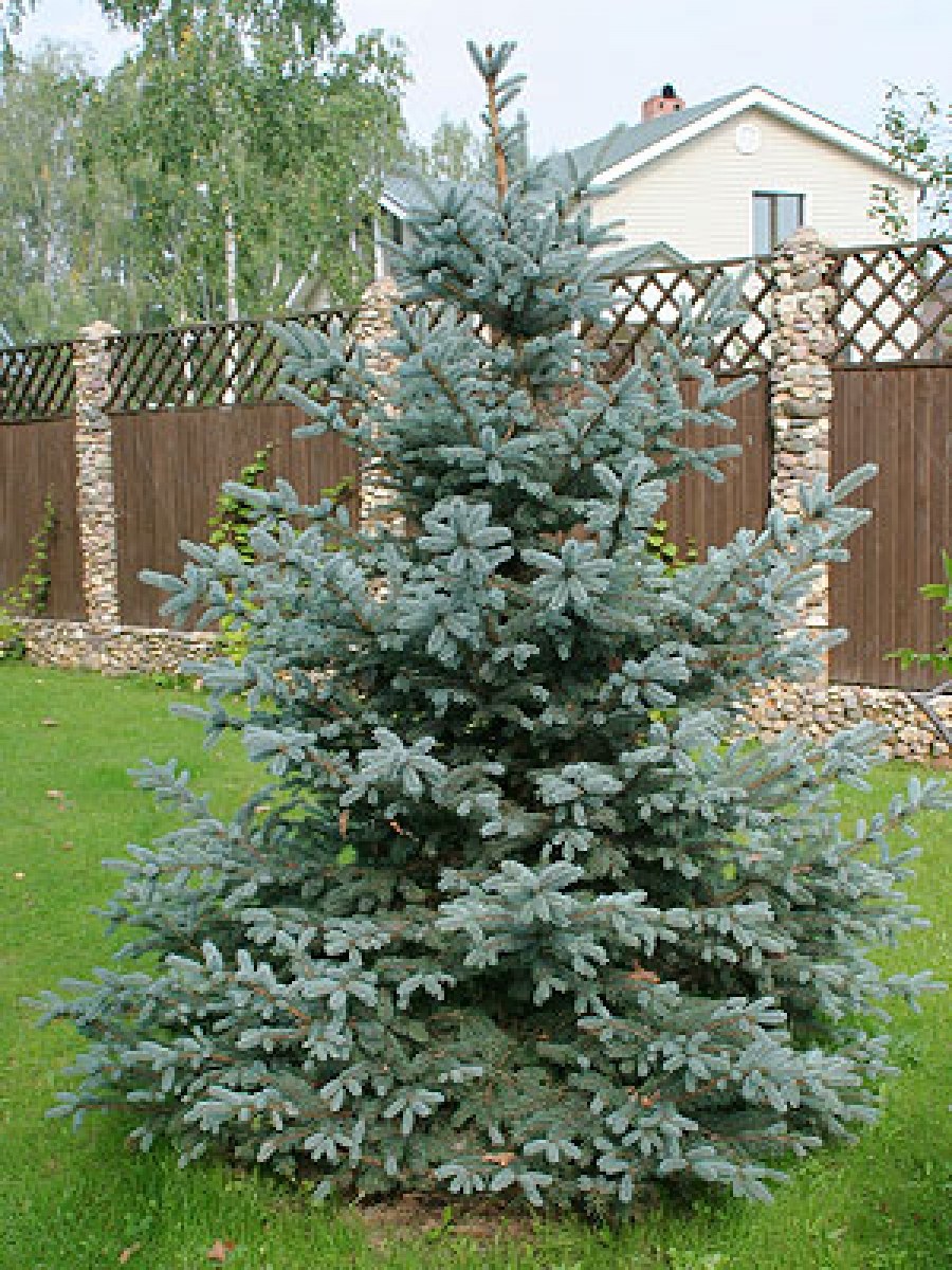 Глаука ель голубая на участке