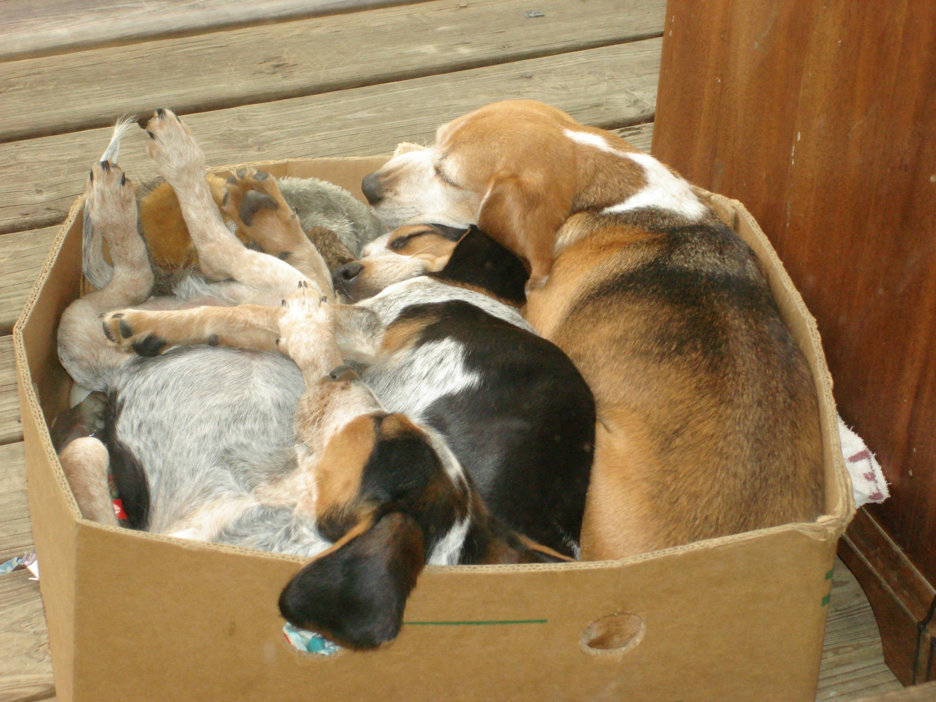 фото щенков в коробке
