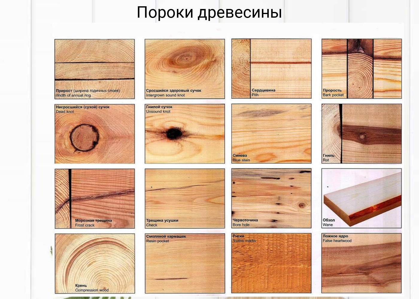 Пороки древесины обзол