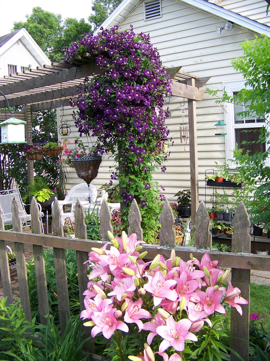 Клематис Дрим Гарден