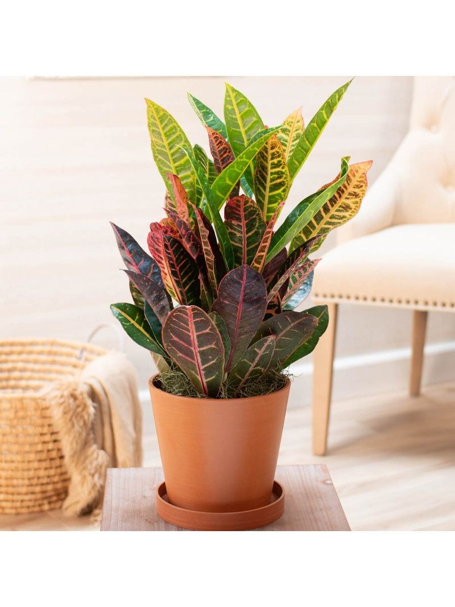 Кодиеум Экселент цветок