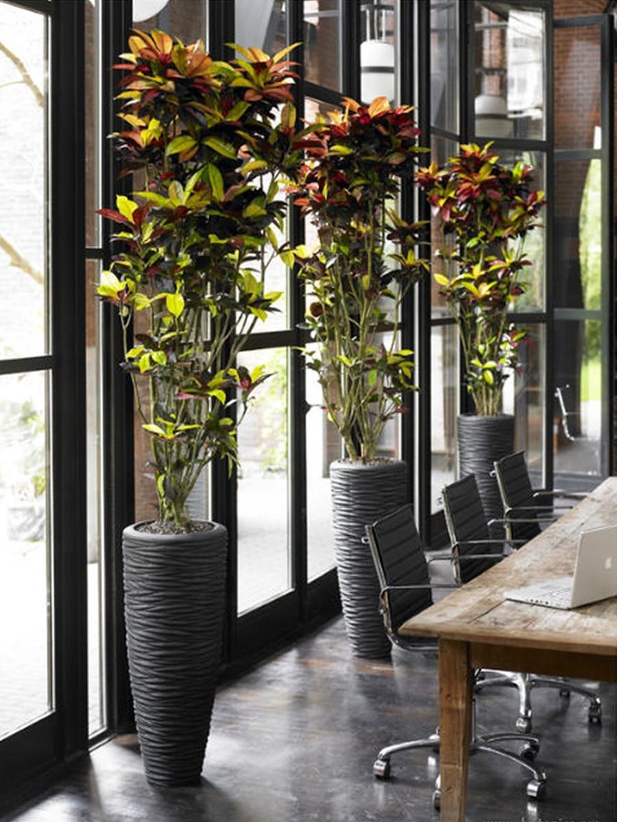 Кротон в высоком кашпо