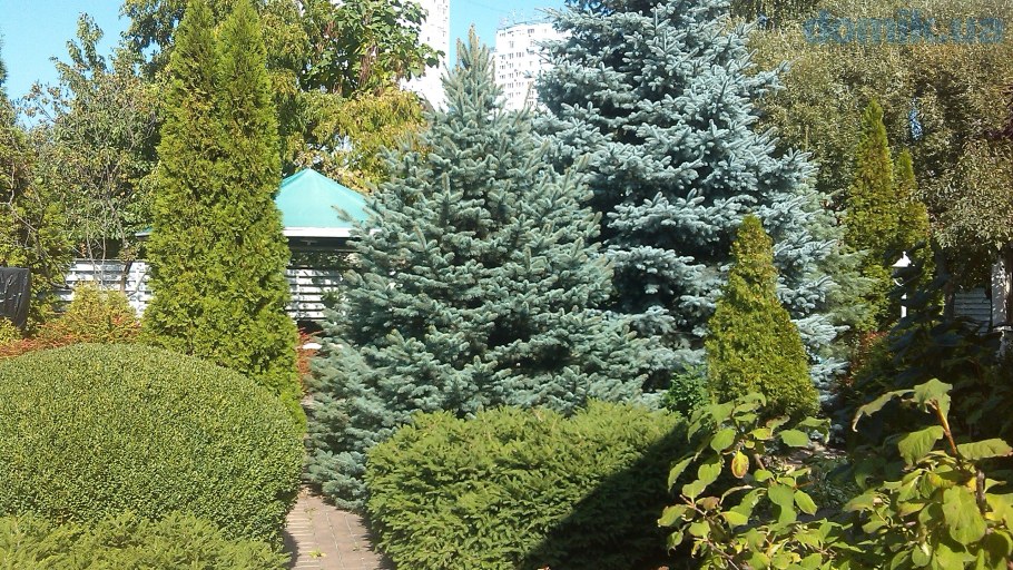 Ель Сербская Карел