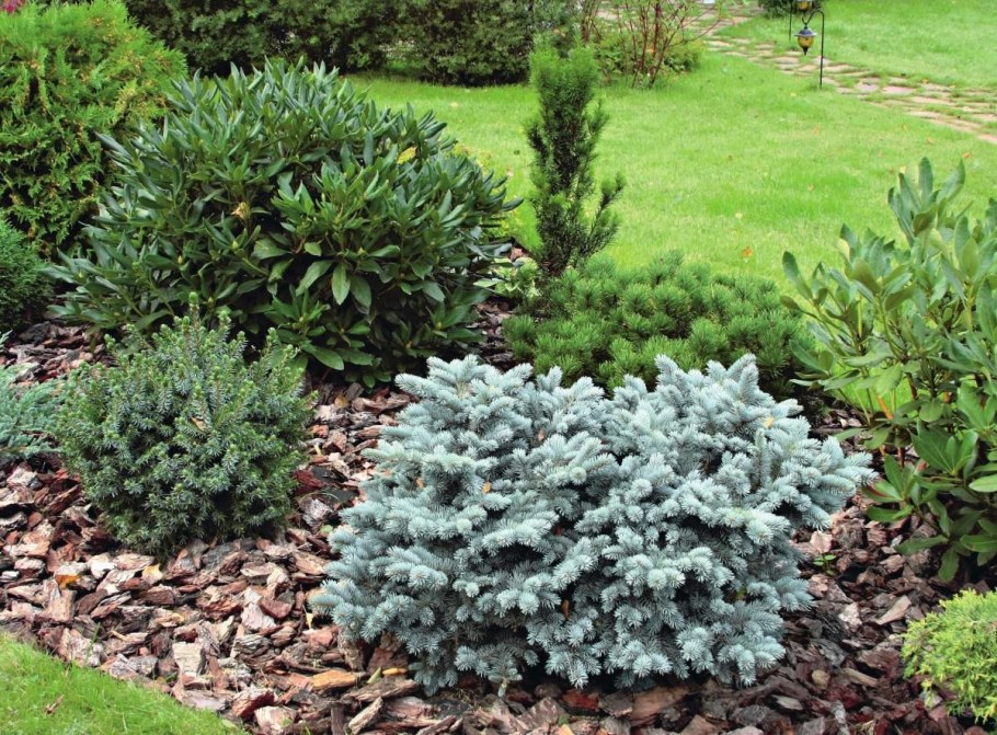 Туя Глаука Глобоза