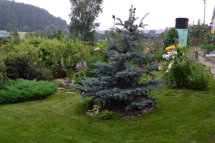 Ель Хупси в миксбордере