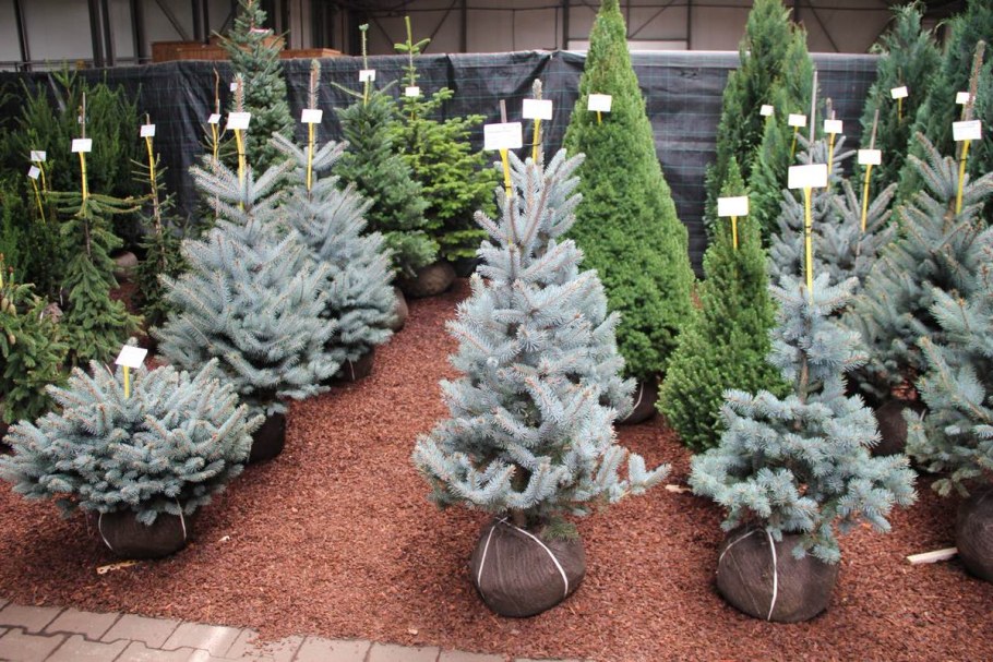 Хупси голубая ель