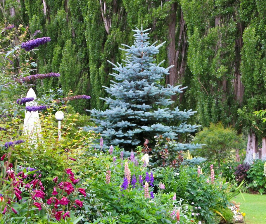 Ель Мисти Блю в ландшафтном дизайне