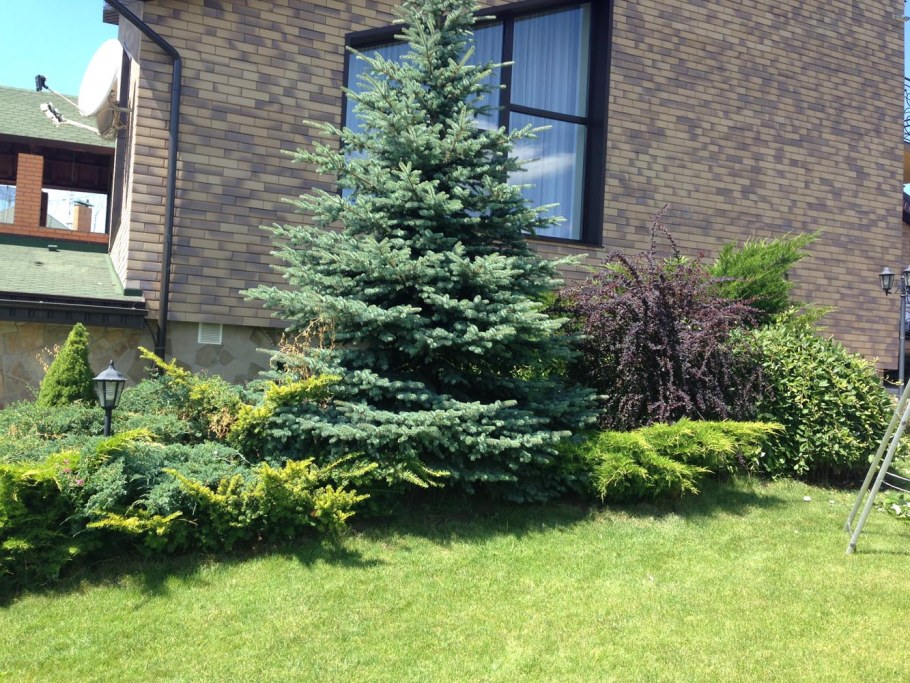 Ель Глаука изгородь