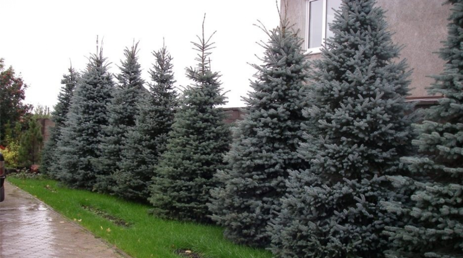 Ель Сербская Живая изгородь