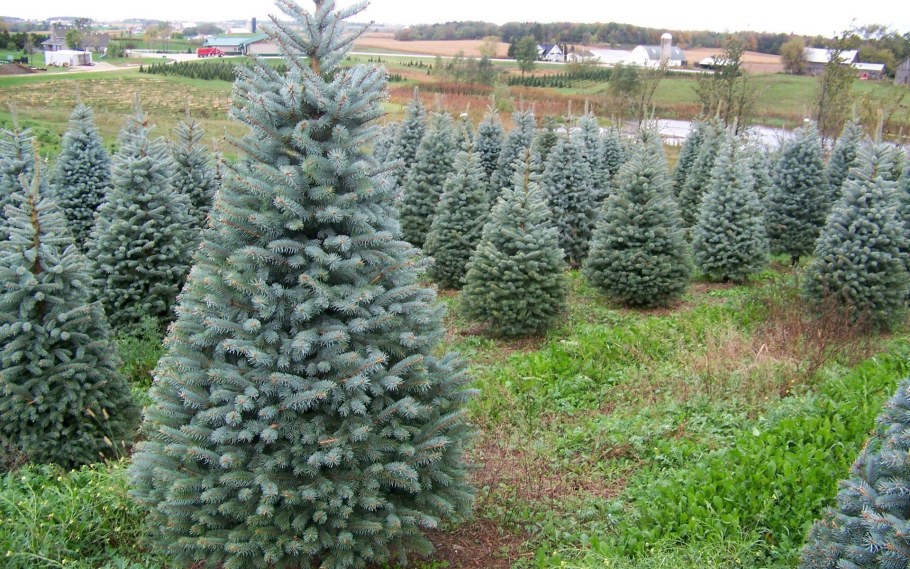 Ель Блю Даймонд