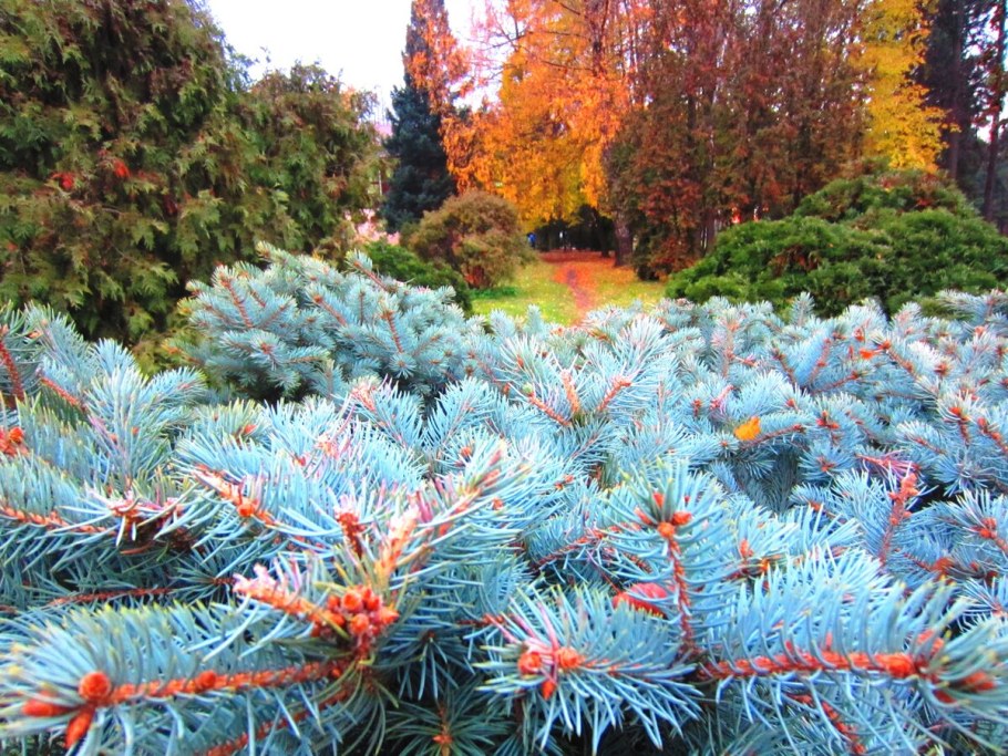 Ель голубая Кейбаб