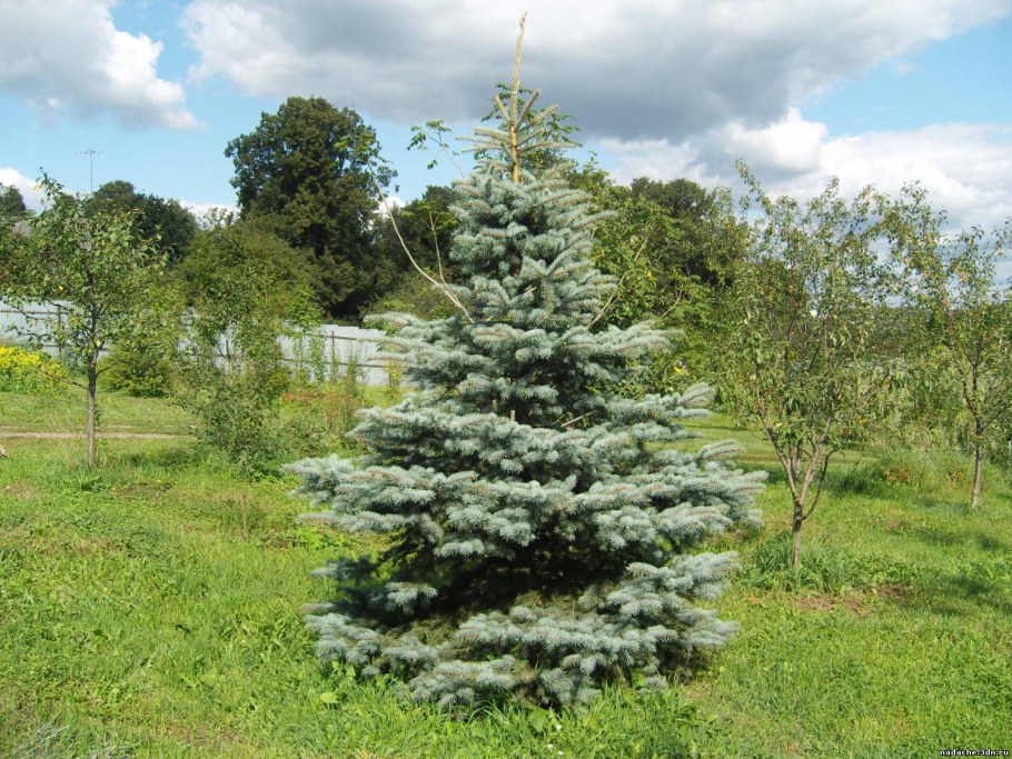 Владимир голубая ель