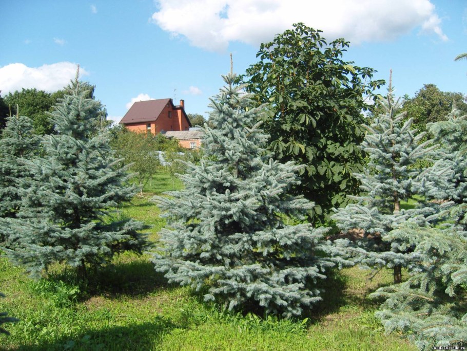Владимир голубая ель