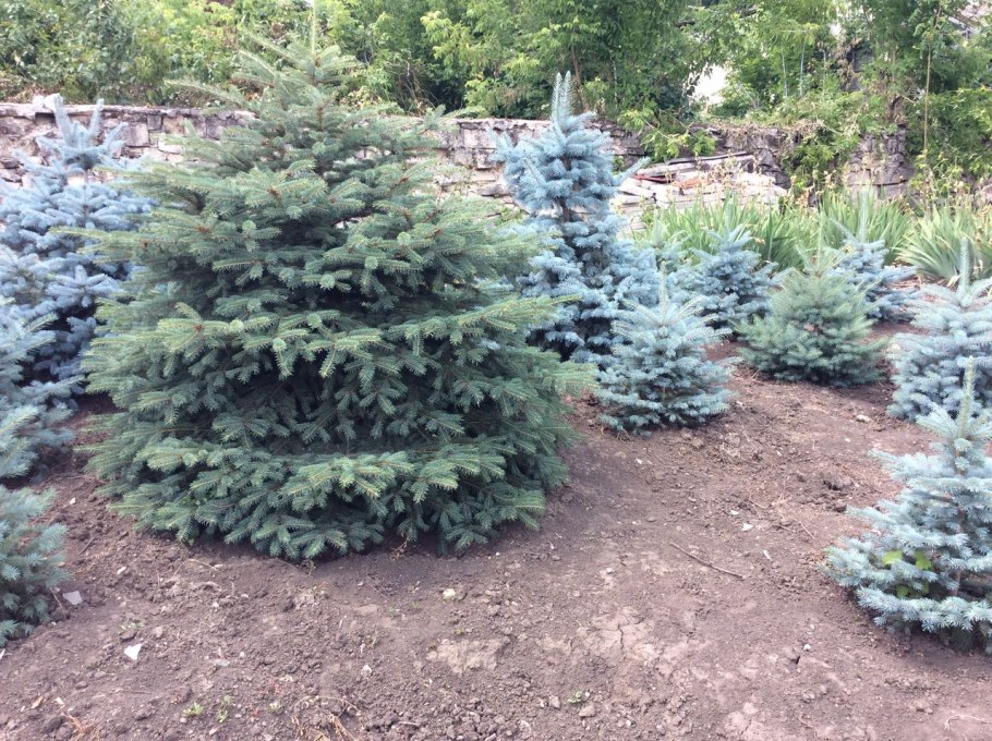 Голубая ель Ольденбург на даче