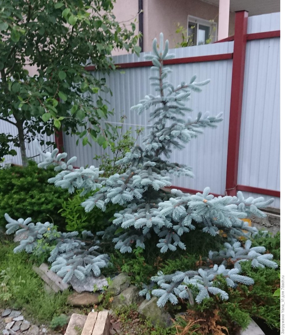 Ель голубая кривая