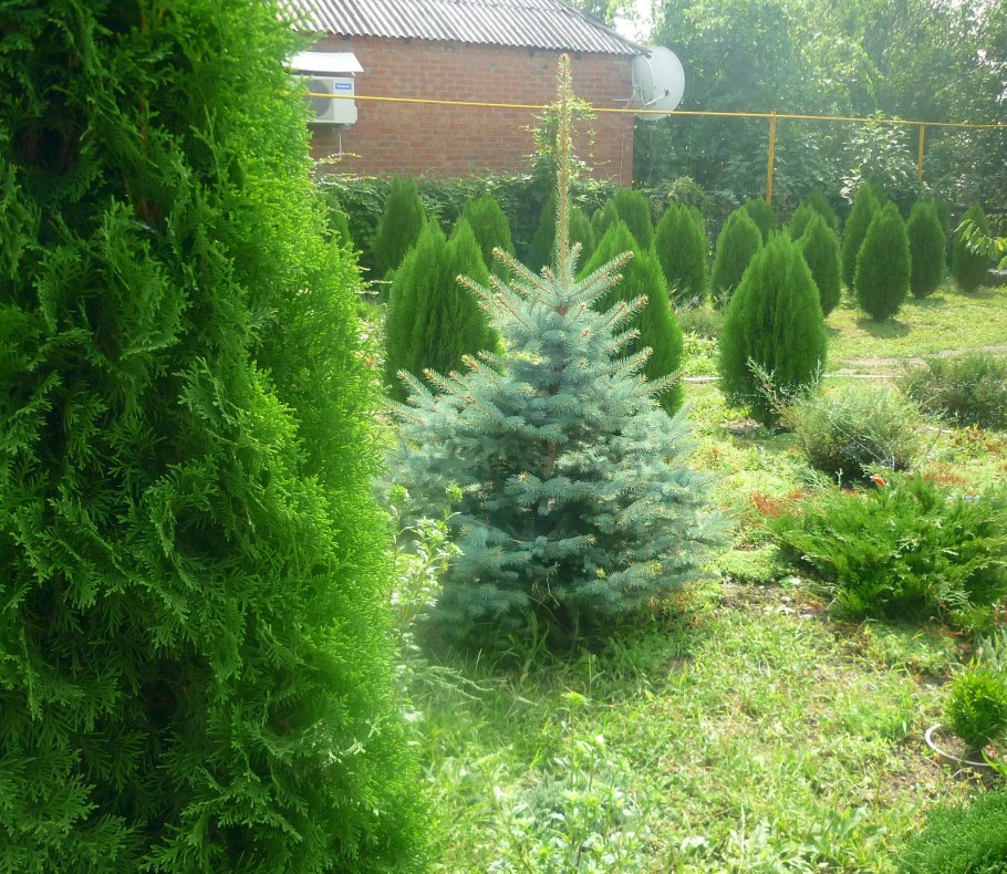 Туя и голубая ель