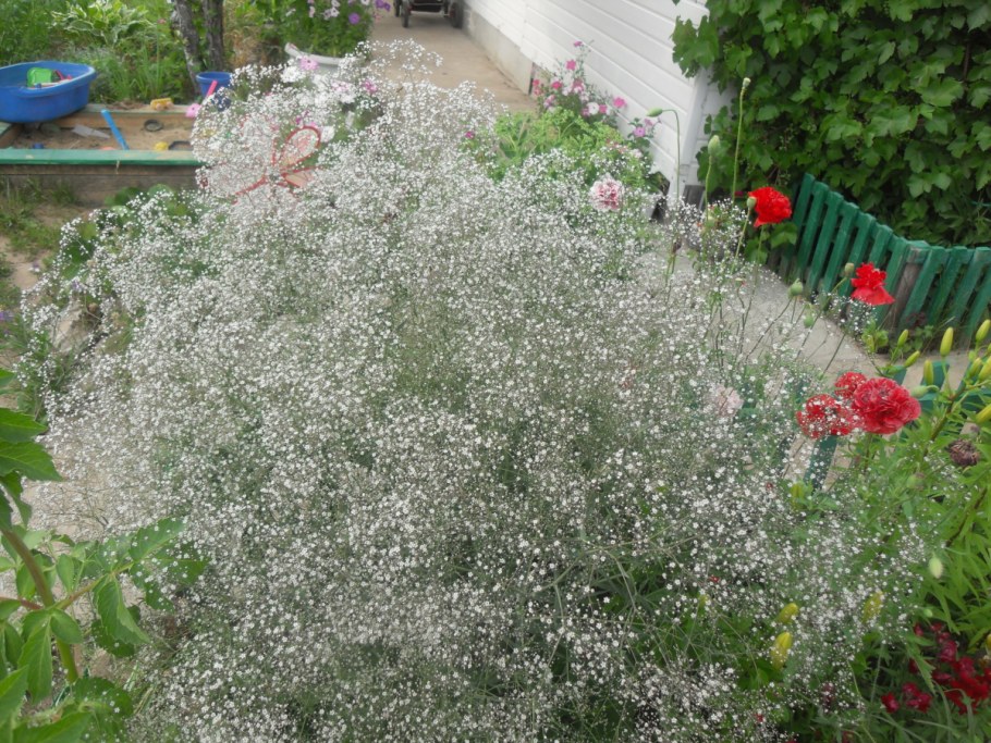 Гипсофила метельчатая паутинка