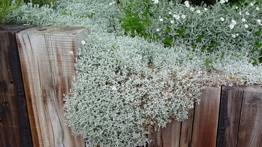 Гипсофила Дачная