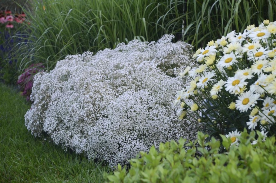 Гипсофила Элеганс