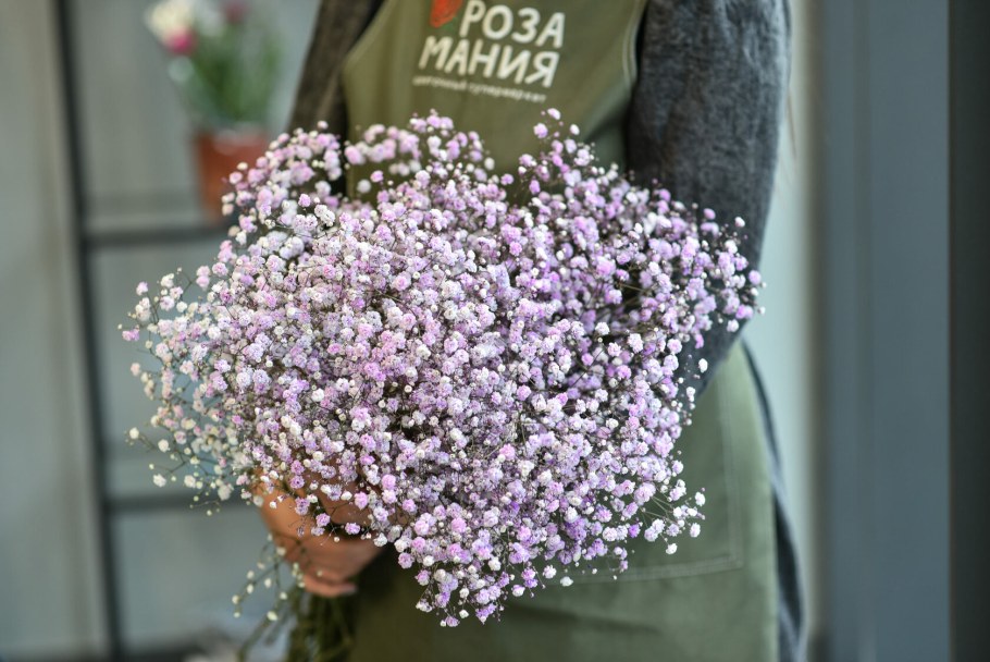 Гипсофила метельчатая Flamingo