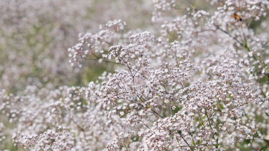 Гортензия спирея чубушник