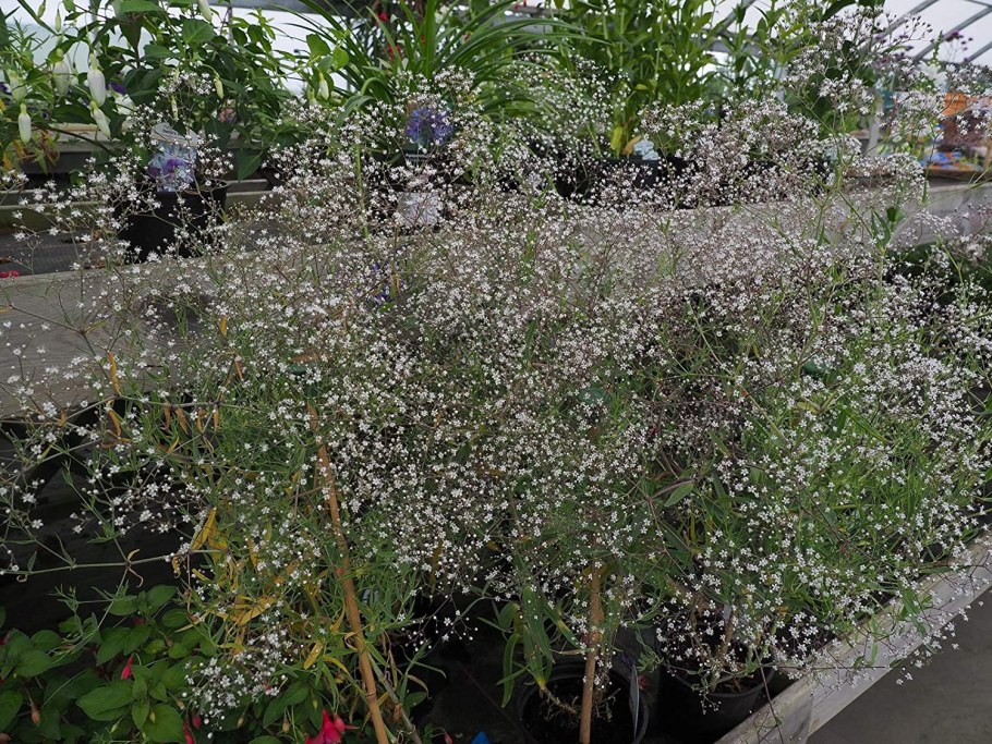 Гипсофила метельчатая Сноуфлейк