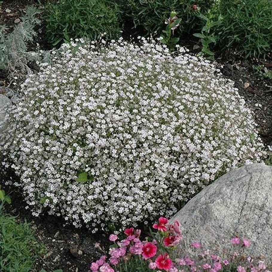 Гипсофила метельчатая (Gypsophila paniculata)