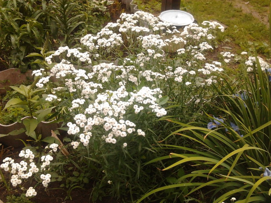 Гипсофила метельчатая паникулата