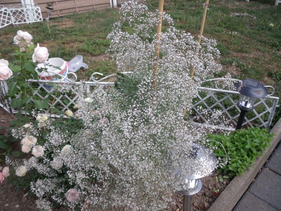 Гипсофила Розеншлейер