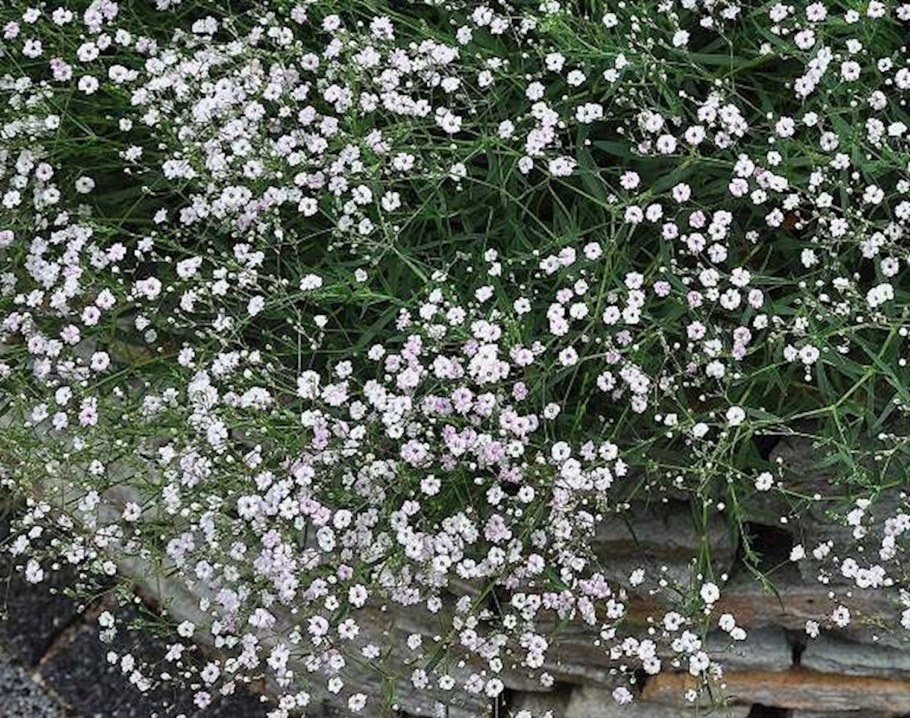 Ясколка войлочная (Cerastium tomentosum)