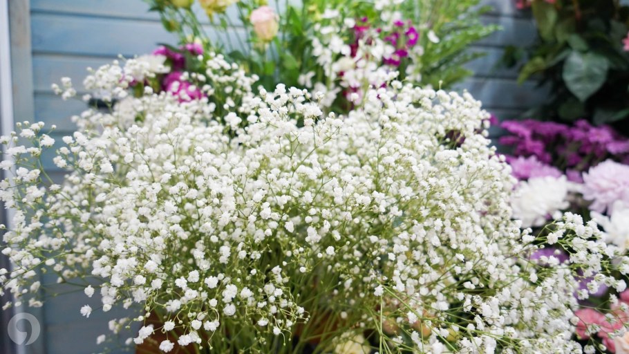 Гипсофила Муралис