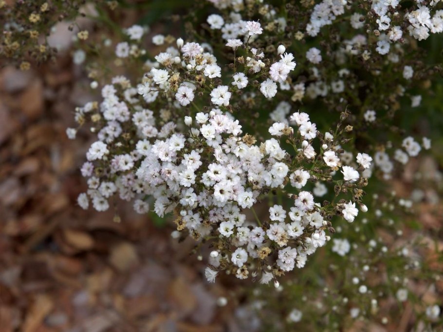 Гипсофила ползучая белая
