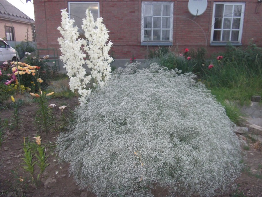 Гипсофила метельчатая снежные хлопья