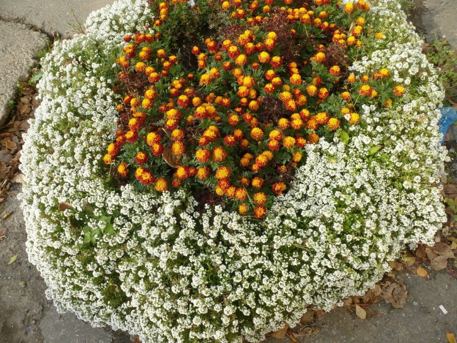 Гипсофила метельчатая «Акулина»Gypsóphila