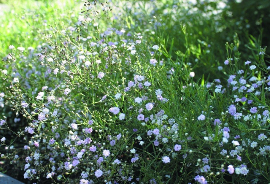 Клумба алиссум Ясколка