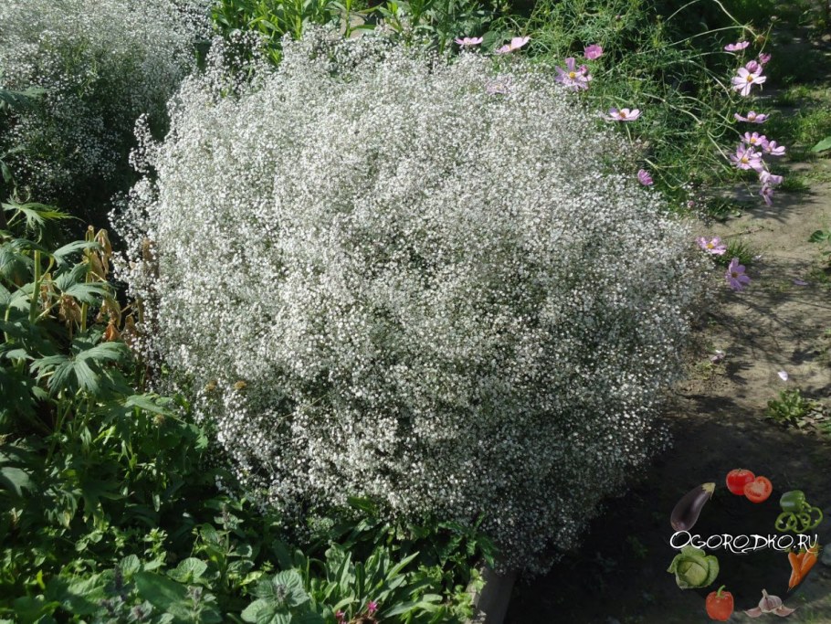 Гипсофила метельчатая Роуз