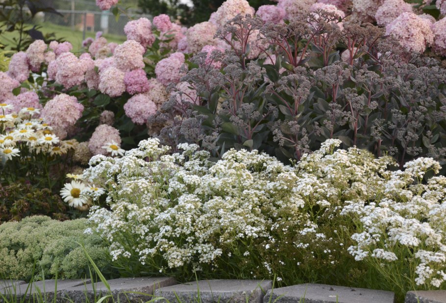 Гипсофила Rosenschleier