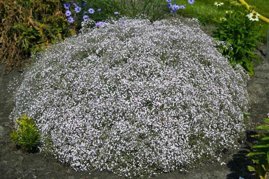 Гипсофила метельчатая многолетняя