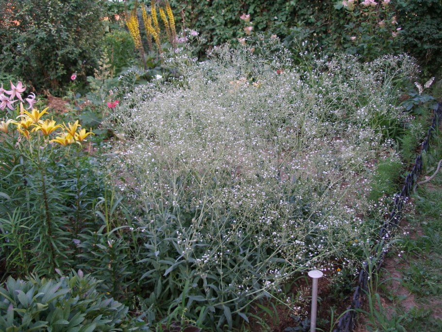 Армерия Приморская бордюр