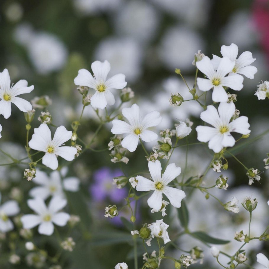 Гипсофила Rosenschleier