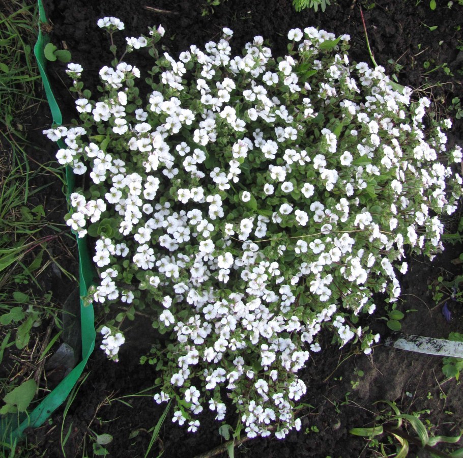 Гипсофила метельчатая Snowflake