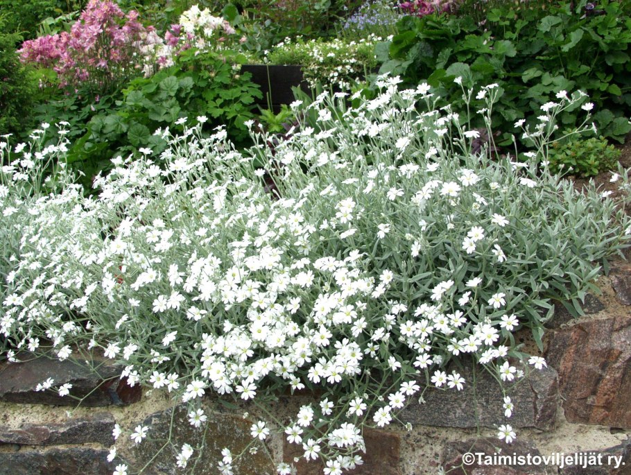 Гипсофилы цена Пятигорск