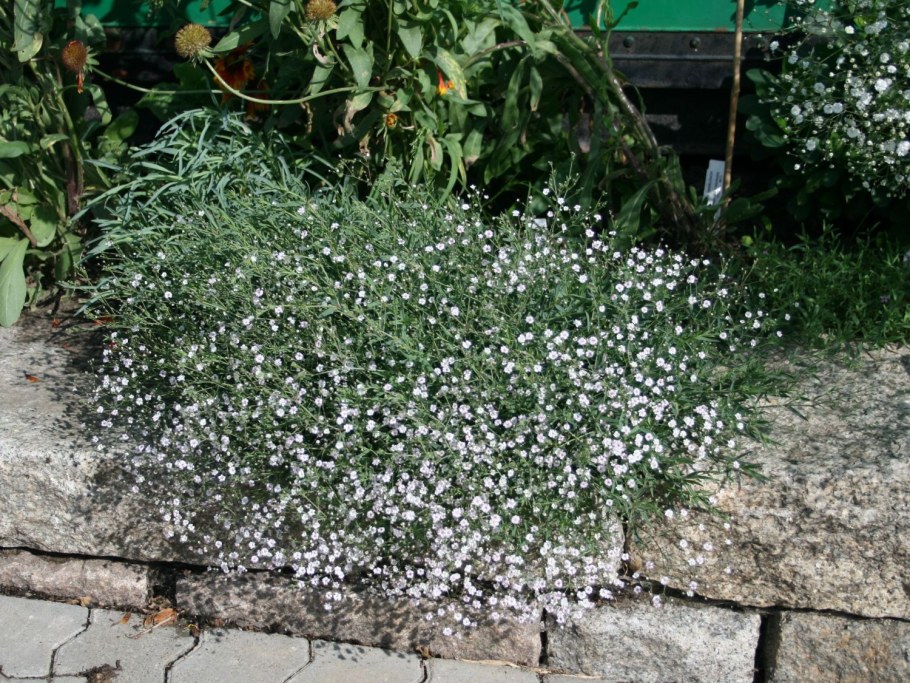 Гипсофила Изумрудная