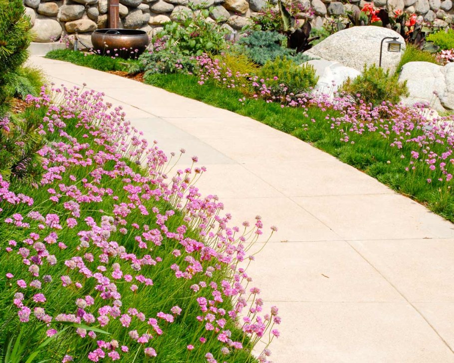 Гипсофила метельчатая Сноуфлейк