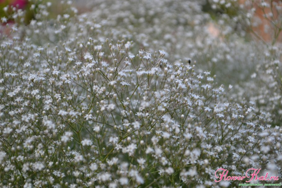 Гипсофила метельчатая махровая