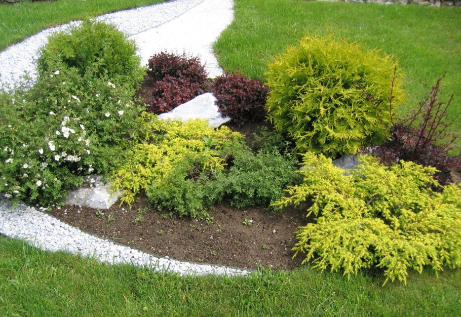 Acer palmatum 'Trompenburg'