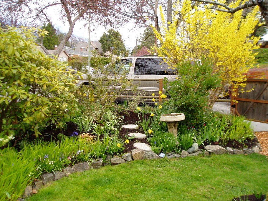 Форзиция изгородь