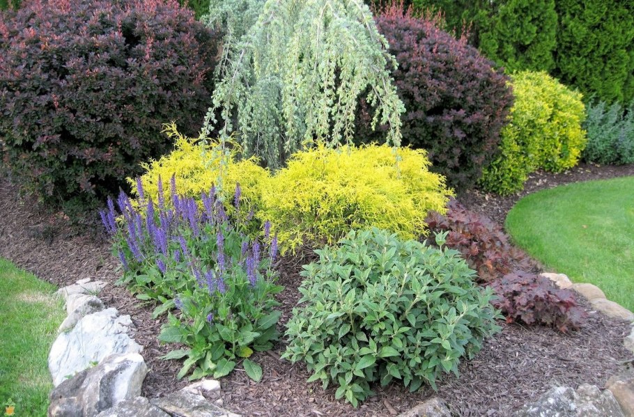 Форзиция спирея Барбарис