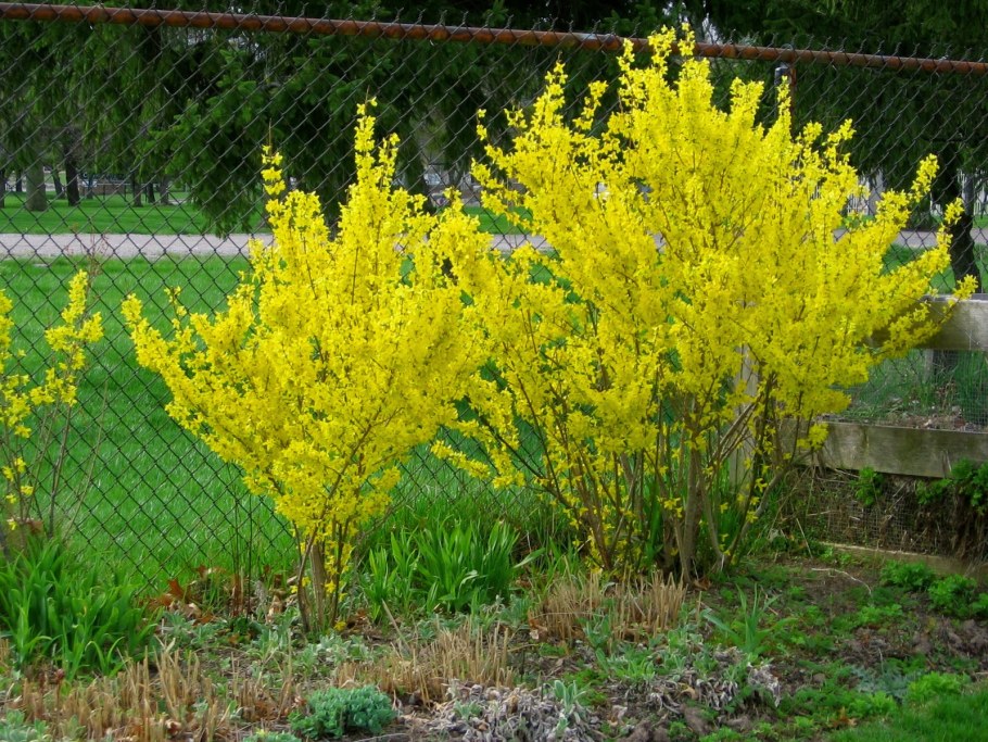 Форзиция Линвуд Голд